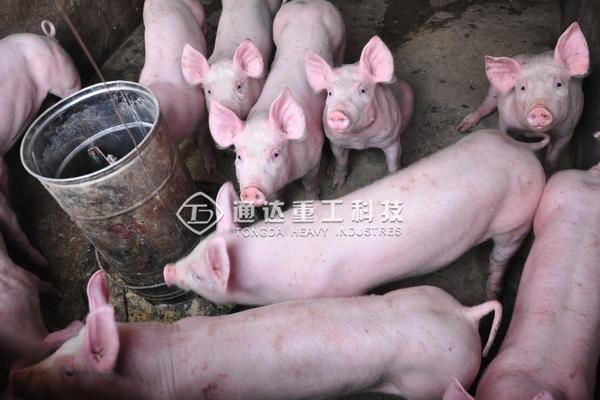  大批涉污養(yǎng)殖場(chǎng)被關(guān)閉拆除，養(yǎng)殖場(chǎng)糞便怎么處理才環(huán)保?